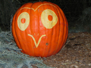 Big Owl, Nipomo Pumpkin Patch best carving idea